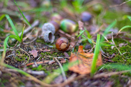 many beautiful acorns lie on the ground under the oak tree. beautiful forest