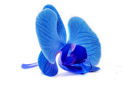 beautiful blue Orchid without background, bright blue Orchid flowers on a white background. isolateの写真素材