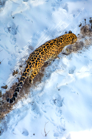 seaside Leopard, aggressive animal walks on snowy ground, big beautiful striped Leopard. Winterの写真素材