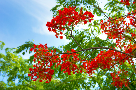 beautiful tropical flowers, the Bush strizhennom ratut. many bright juicy colors in hot climates. tropical Asiaの写真素材