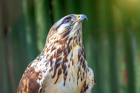 Peregrine Falcon sitting on a branch and looking directly at us. in natureの写真素材