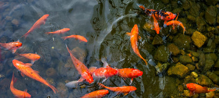 bright red Koi fishes swim in an open pond, red, white and orange fish in open water. fish Koi