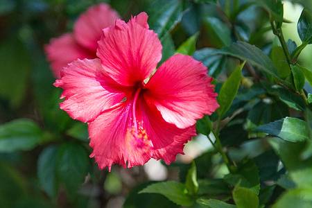 beautiful tropical flowers, the Bush strizhennom ratut. many bright juicy colors in hot climates. tropical Asiaの写真素材