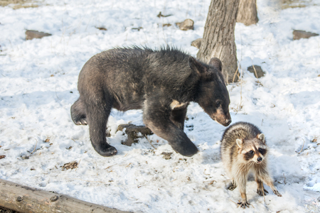 two bear cubs play in a tree along with raccoons, raccoons run away with wood from the bears. Taigaの写真素材