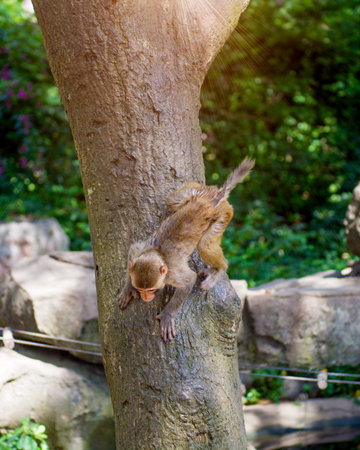 monkeys running around in the jungle, eating. small and big plays and bask in the Sun. Monkey Island