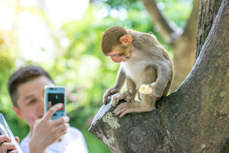 monkeys running around in the jungle, eating. small and big plays and bask in the Sun. Monkey Islandの写真素材