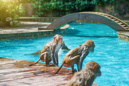 many monkeys swim in the pool, eat play and bask in the sun, the tropics. monkey islandの写真素材