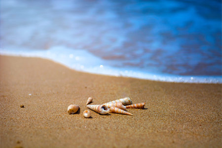 beautiful ornate shell lies on the shore of the sea, turquoise waves lapping on the shore. tropics