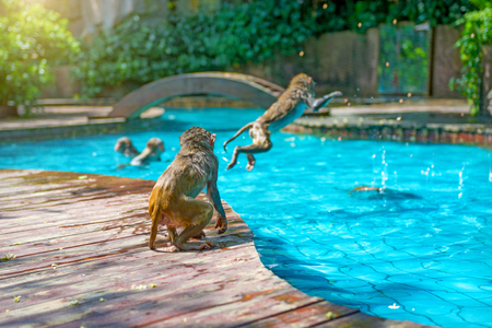 many monkeys swim in the pool, eat play and bask in the sun, the tropics. monkey islandの写真素材