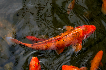 bright red Koi fishes swim in an open pond, red, white and orange fish in open water. fish Koiの写真素材