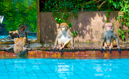 many monkeys swim in the pool, eat play and bask in the sun, the tropics. monkey islandの写真素材