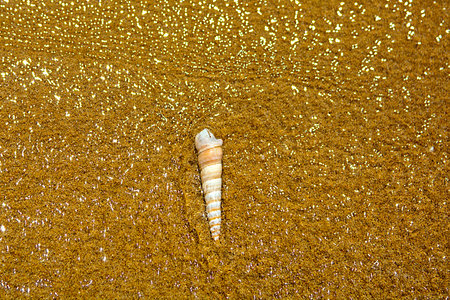 beautiful ornate shell lies on the shore of the sea, turquoise waves lapping on the shore. tropics
