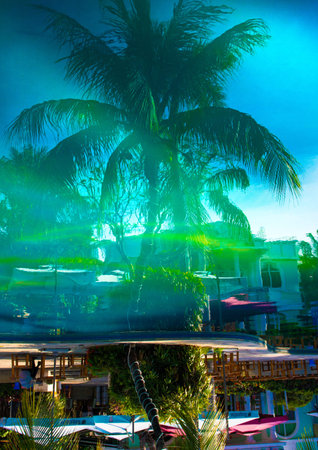 beautiful, high Palm tree in front of the swimming pool, Palma is reflected in the water basin in...