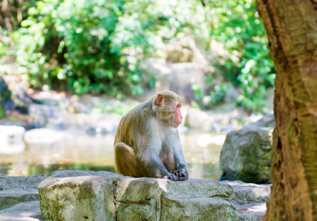 monkeys running around in the jungle, eating. small and big plays and bask in the Sun. Monkey Islandの写真素材