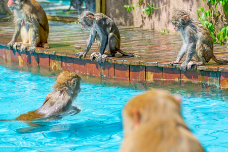 many monkeys swim in the pool, eat play and bask in the sun, the tropics. monkey islandの写真素材