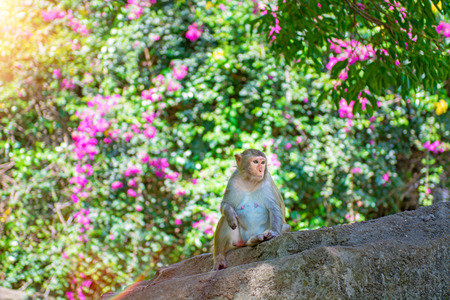 monkeys running around in the jungle, eating. small and big plays and bask in the Sun. Monkey Islandの写真素材