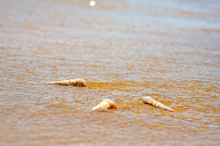 beautiful ornate shell lies on the shore of the sea, turquoise waves lapping on the shore. tropics