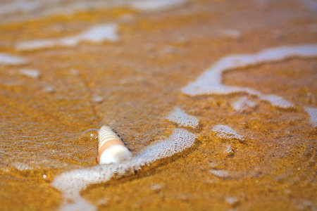 beautiful ornate shell lies on the shore of the sea, turquoise waves lapping on the shore. tropics