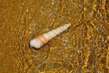 beautiful ornate shell lies on the shore of the sea, turquoise waves lapping on the shore. tropics