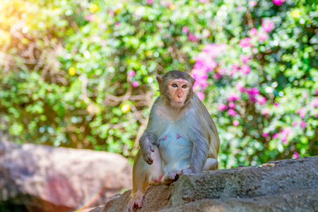monkeys running around in the jungle, eating. small and big plays and bask in the Sun. Monkey Island