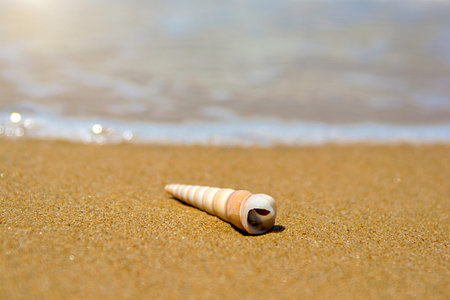 beautiful ornate shell lies on the shore of the sea, turquoise waves lapping on the shore. tropics