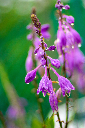 flowers in a meadow in the rain, new clean spring flowers, the raindrops on the leaves of the flowers. autumn rain on flowers.の写真素材