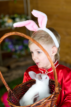 little boy plays with white Easter Bunny. on the green grass and baby bunnies, Spring Festival and birth. living Easter rabbits.の写真素材