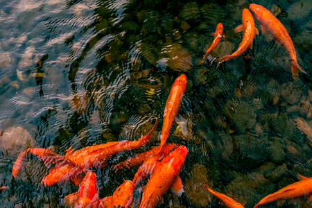 bright red Koi fishes swim in an open pond, red, white and orange fish in open water. fish Koiの写真素材