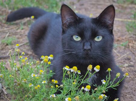 Black cat and flower chamomile. cute kitty outsideの写真素材