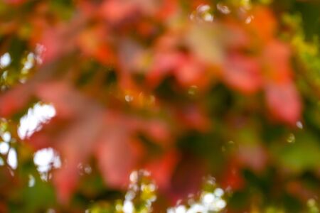 Blurred red and green leaves. Gold autumn time. bright abstrackt background.の写真素材