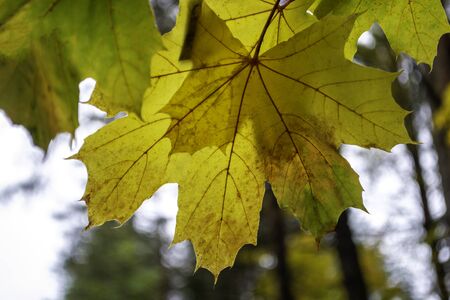 Autumn background. Yellow with green maple leaves in tree. Autumn in forest. の写真素材