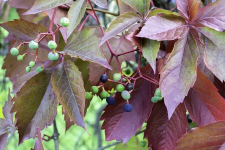 Carved leaf of wild grapes. Purple and green background.  plant parthenocissus henryana.の写真素材