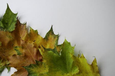 Maple leaves in a row. Autumn moon. Colorful background with spice for textの写真素材