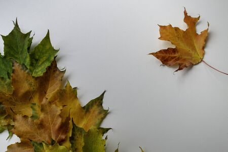Maple leaves in a row. Autumn moon. Colorful background with spice for textの写真素材