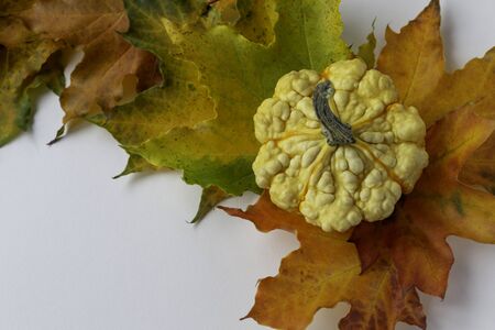 Background with mini decorative pumpkin on maple leaves. Autumn moon. Space for text. の写真素材