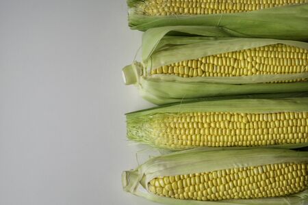 An ear of corn lies on a table. Ripe fresh corn with leaves. four corn in a row on the right side and with place for textの写真素材