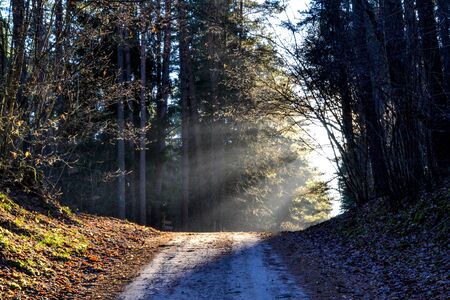Forest in the morning. The sun shines through the trees. The road leads into the forest.の写真素材