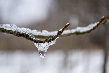 frozen drop on a tree branch. Winter is coming. First frost. icicle on branch.の写真素材