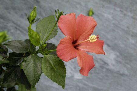 Pink hibiskus flower with yellew stamens. Blooming flower with notched leaves and blurred background.の写真素材