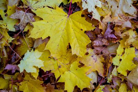 Colored maple leaves in the fall. Golden autumn mood. Carpet of leavesの写真素材