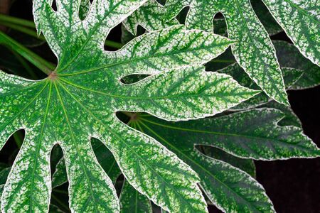 Branches with big green leaves of fatsia japonica. Green with white leaf texture.の写真素材