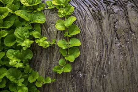 Green leaves with background of wood. Trunk of tree and little leaves. With place for text. の写真素材