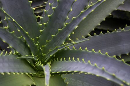 Close-up of aloe vera leaves. Evergreen tropical plant.の写真素材