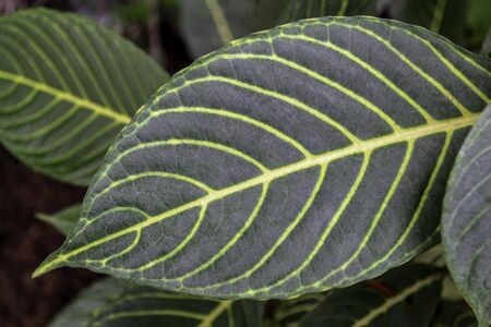 Sanchezia speciosa Leonard. Variegated green leaves with yellow veins on them, on the green backgrounds. Natural abstract wallpaper background.の写真素材