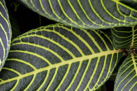 Sanchezia speciosa Leonard. Variegated green leaves with yellow veins on them, on the green backgrounds. Natural abstract wallpaper background.の写真素材