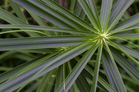 Close up of green foliage in nature.  Branches with long green leaves. の写真素材