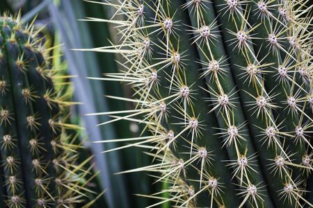 Close up of prickly green cactus with long thorns.の写真素材