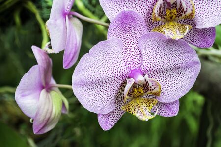 Pink tiger orchid on a background of green tropical leaves.の写真素材