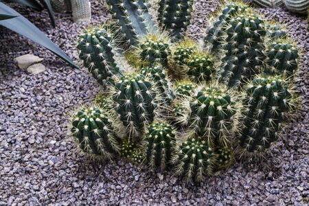 Green cacti with many large spikes. の写真素材