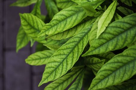 Gardenia jasminoides leaves against the background of paving stones.の写真素材